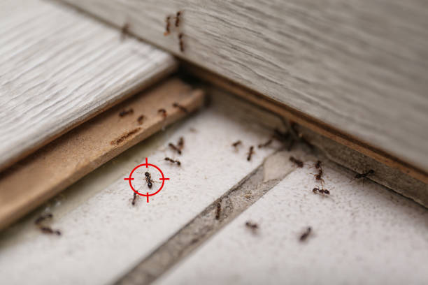 Best Pest Control for Homes  in Great River, NY